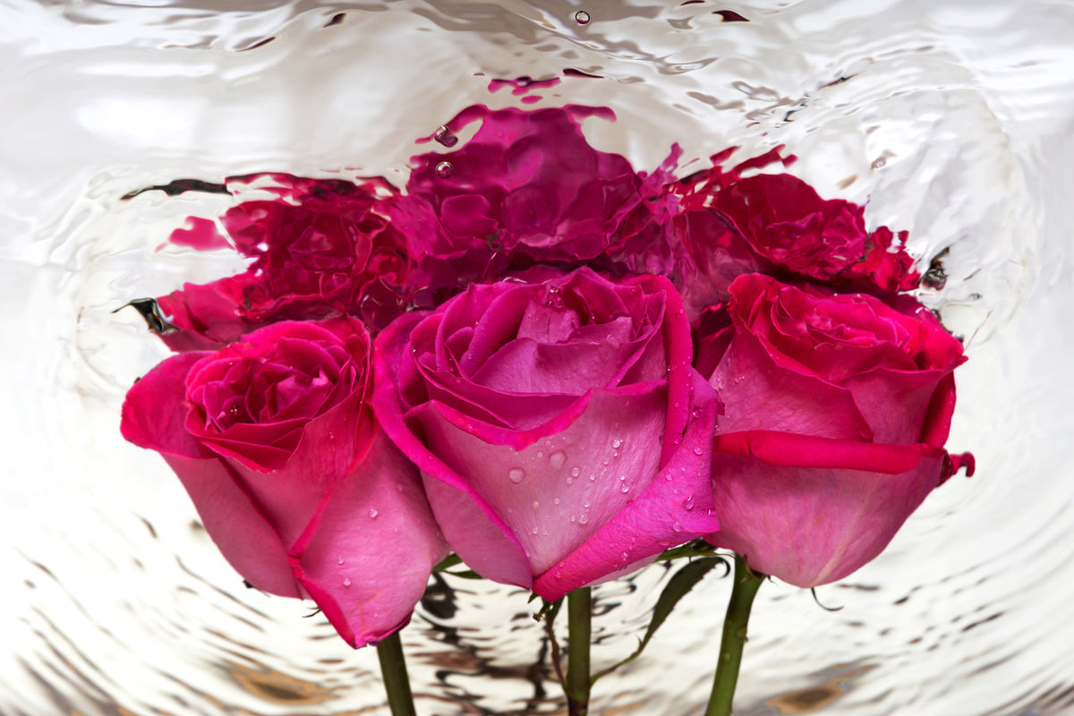 framedposter-print-the-rose-reflection