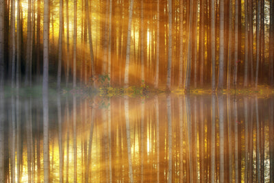 poster-print-romantic-mood-in-the-forest