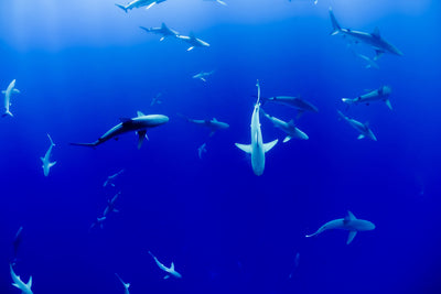 poster-print-in-the-shark-tank