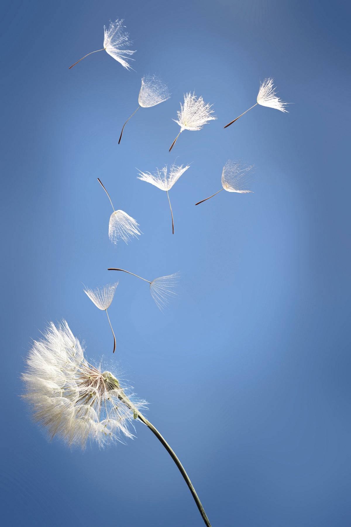 framedposter-print-dandelion-xl