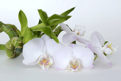 poster-print-orchid-and-bamboo