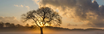panoramic-poster-print-a-lonely-tree-panorama
