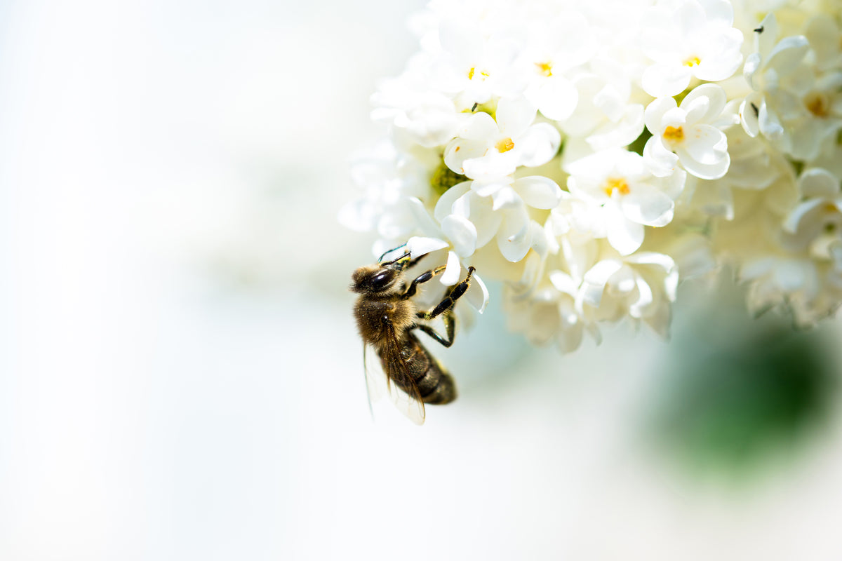 modern-3-piece-acrylic-print-the-bumblebee-and-the-flower