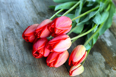 poster-print-the-red-tulip-bouquet