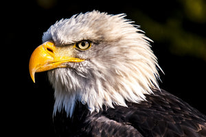aluminium-print-the-eagle-head