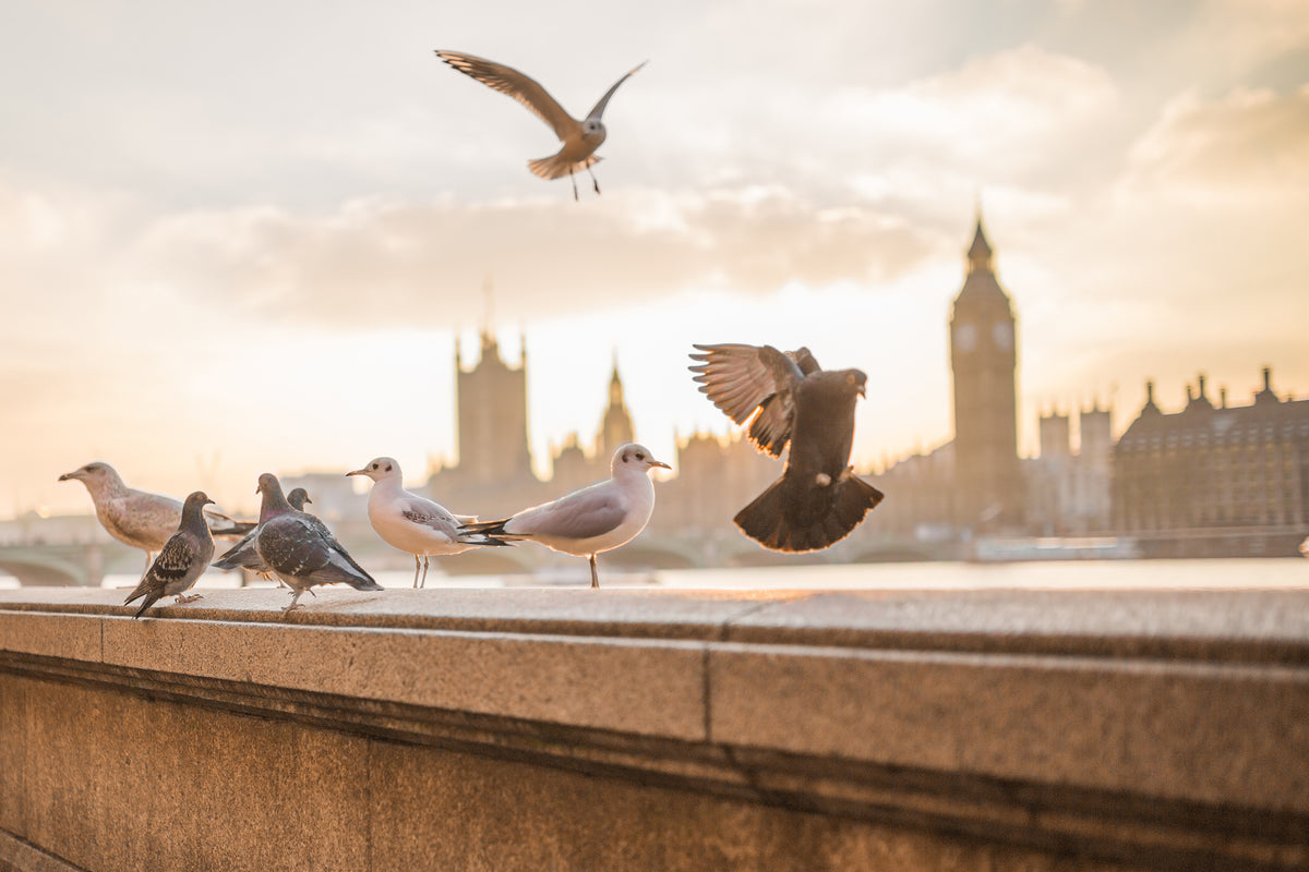 canvas-print-the-pigeons-on-the-roof