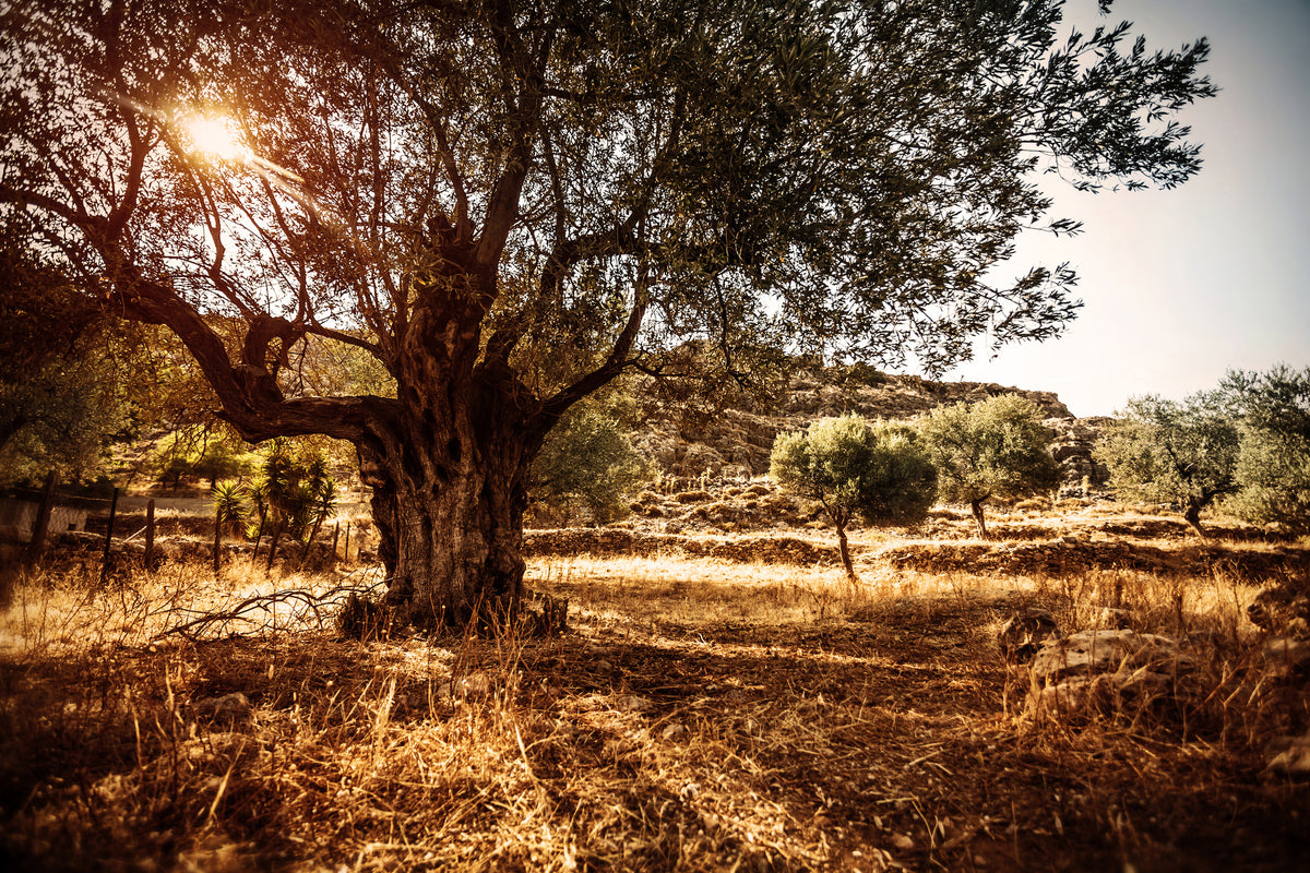 framedcanvas-print-olive-grove
