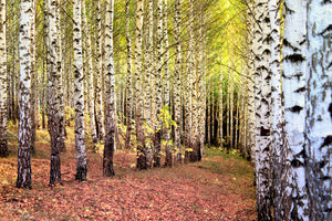 3-piece-canvas-print-the-path-between-birches