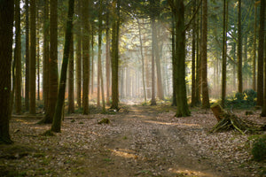 3-piece-acrylic-print-forest-run