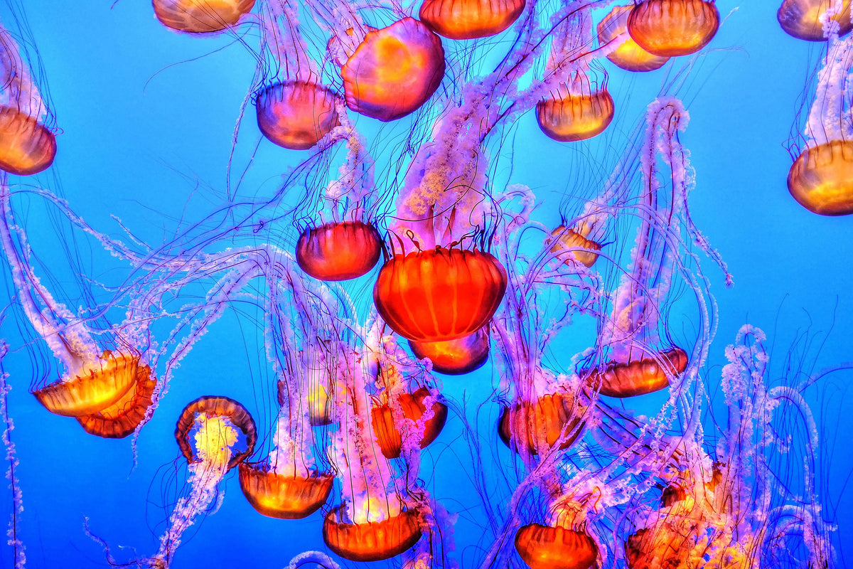 3-piece-acrylic-print-colorful-jellyfish
