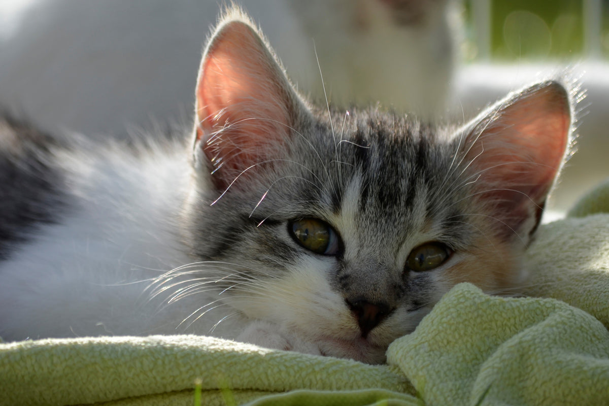 acrylic-print-in-love-with-kitten