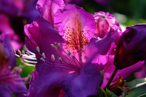 3-piece-canvas-print-the-rhododendron