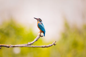 3-piece-acrylic-print-the-kingfisher