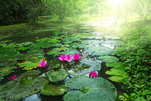 canvas-print-garden-pond