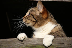 framedposter-print-xl-cat