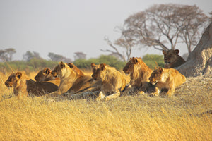 3-piece-acrylic-print-lion-family