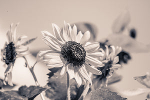 3-piece-canvas-print-sunflowers-sw