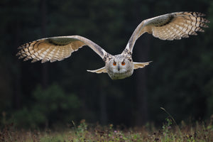 framedposter-print-the-owl