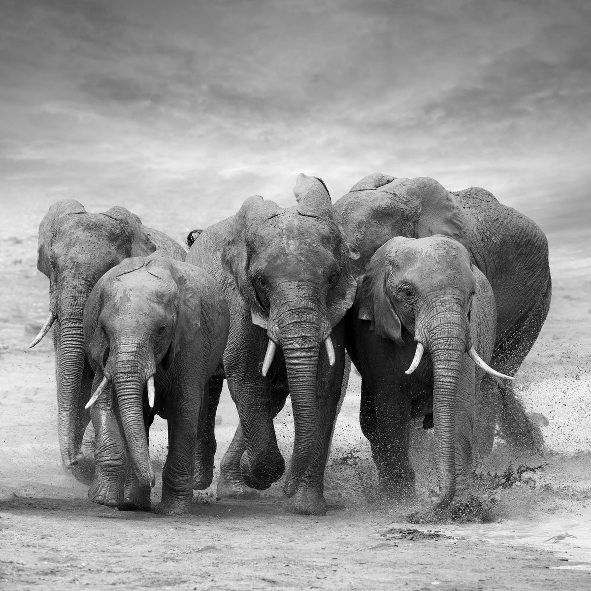 acrylic-print-the-elephants