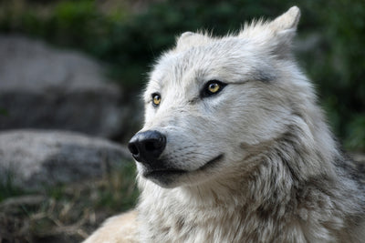 poster-print-the-lonely-wolf