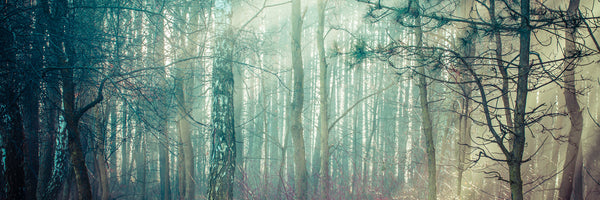 panoramic-aluminium-print-pinewood-panorama