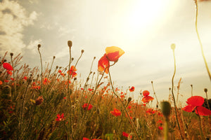 aluminium-print-the-poppy-field-at-sunrise
