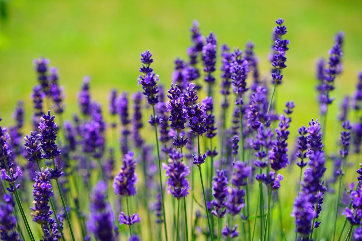 modern-3-piece-canvas-print-beautiful-lavender