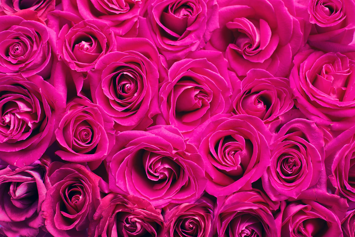 3-piece-aluminium-print-rose-petals-in-pink
