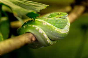 canvas-print-green-snake