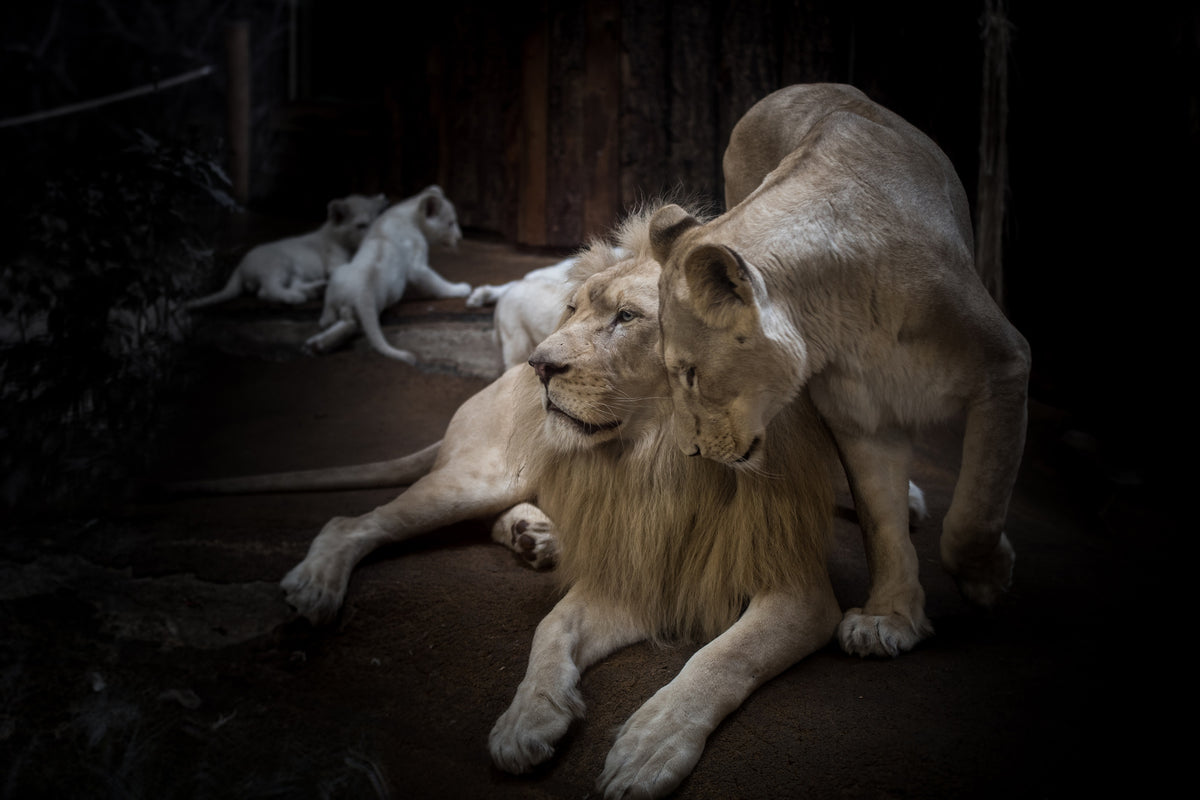 3-piece-acrylic-print-the-lion-couple