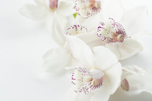 framedcanvas-print-fantastic-orchids