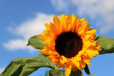 poster-print-sunflower-in-bloom