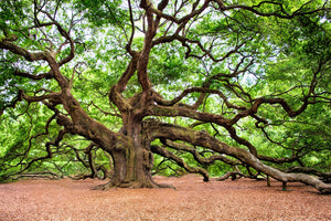 3-piece-aluminium-print-the-oak