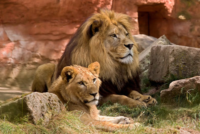 poster-print-a-lion-couple