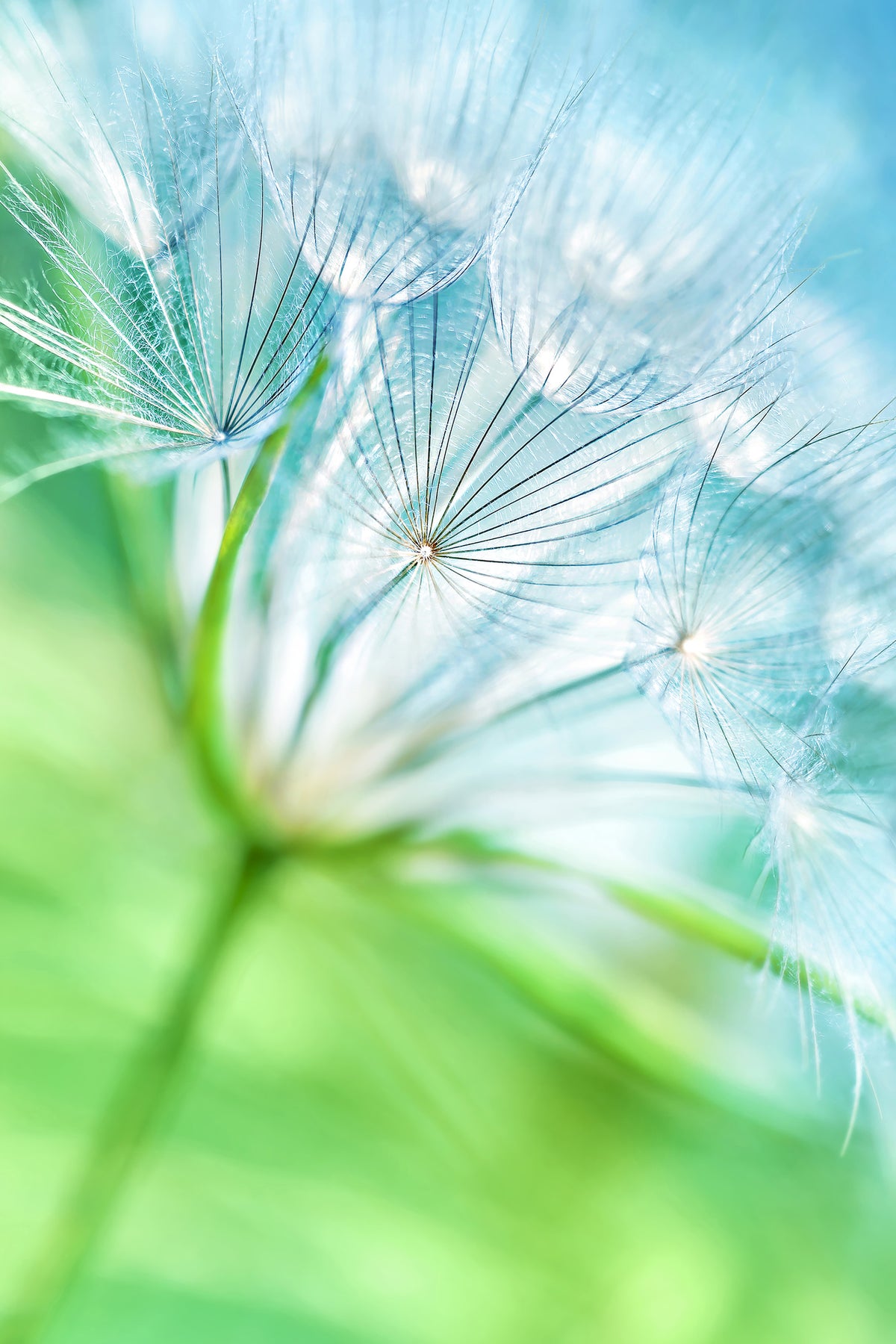 framedcanvas-print-macro-dandelion