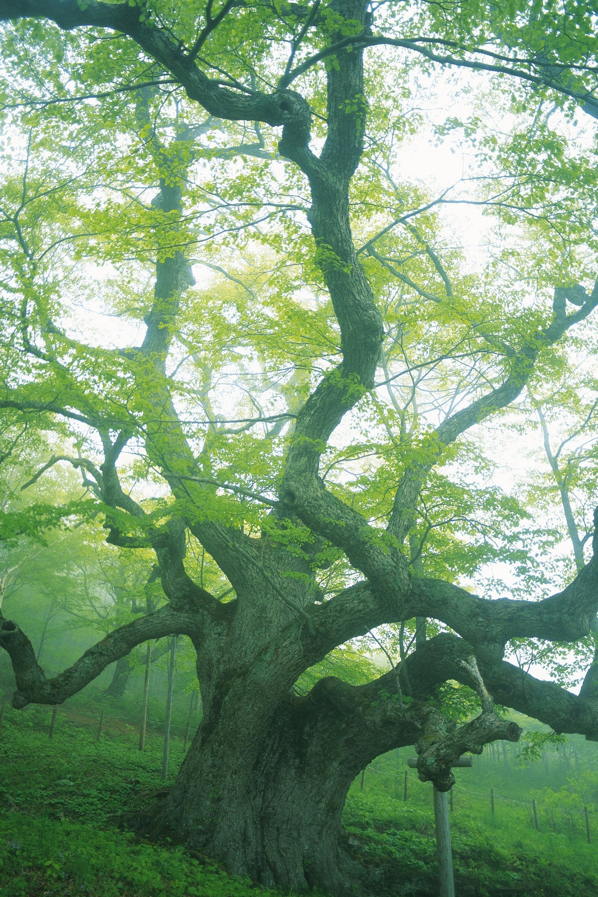 aluminium-print-the-old-tree