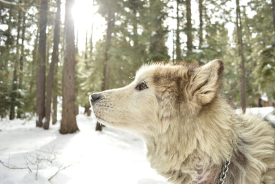 poster-print-the-alaskan-malamute