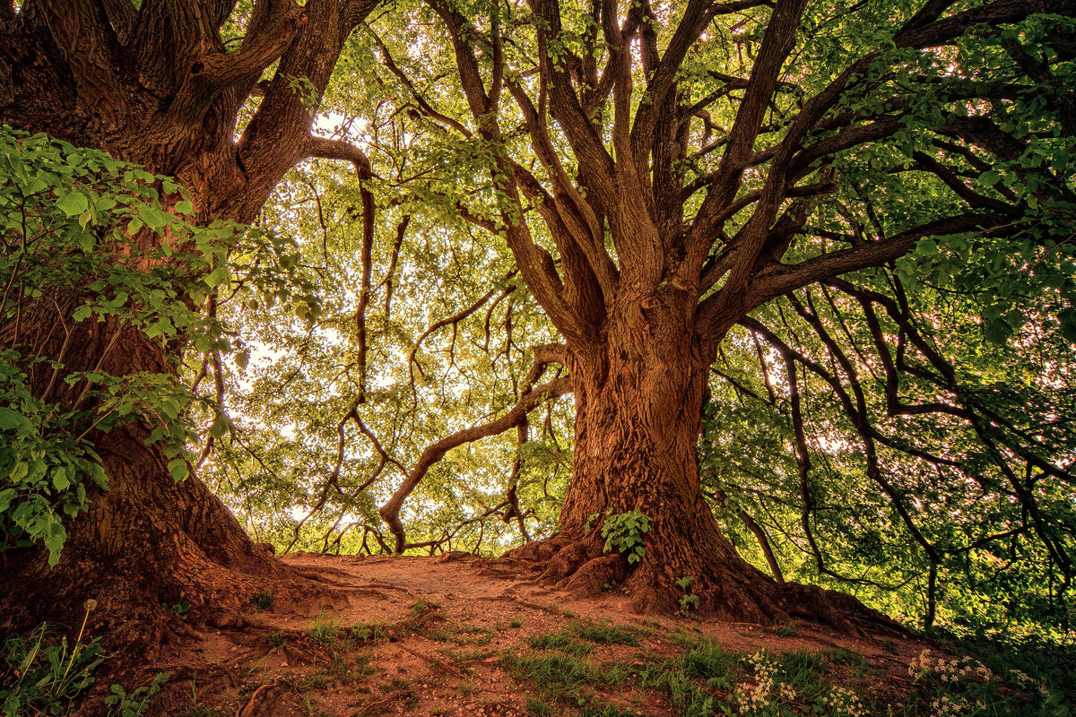 acrylic-print-in-the-dense-forest