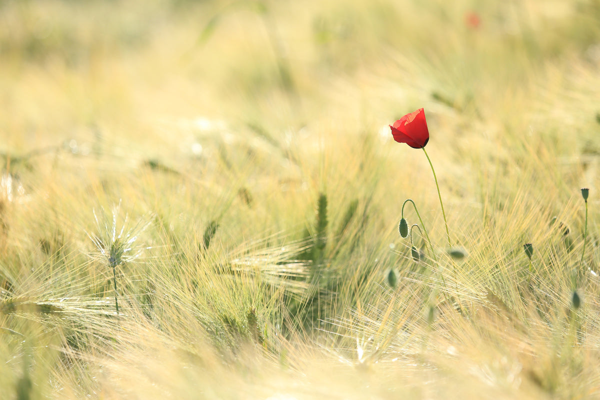 acrylic-print-a-poppy