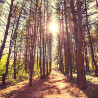 aluminium-print-light-at-the-end-of-the-forest-path