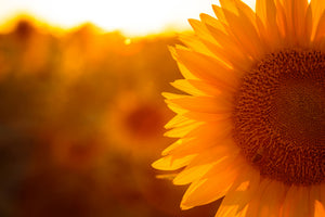 3-piece-aluminium-print-macro-sunflower