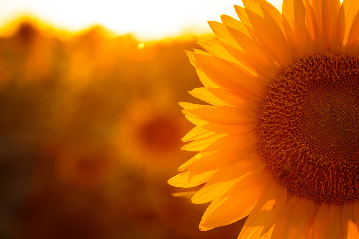 3-piece-aluminium-print-macro-sunflower