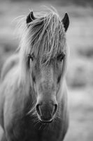aluminium-print-horse-being-at-the-corridor