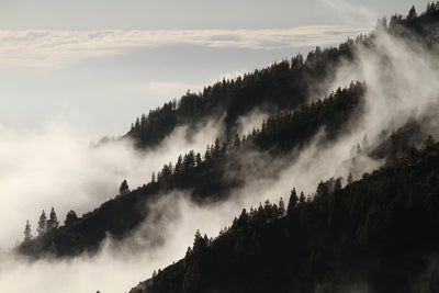 poster-print-fog-in-the-woods