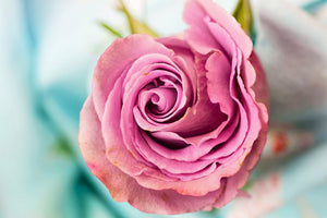 modern-3-piece-acrylic-print-roseblossom-in-pink