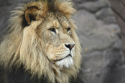 poster-print-lion-head-xl