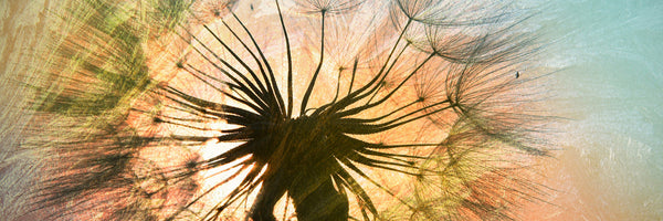 panoramic-acrylic-print-xxl-dandelion-panorama