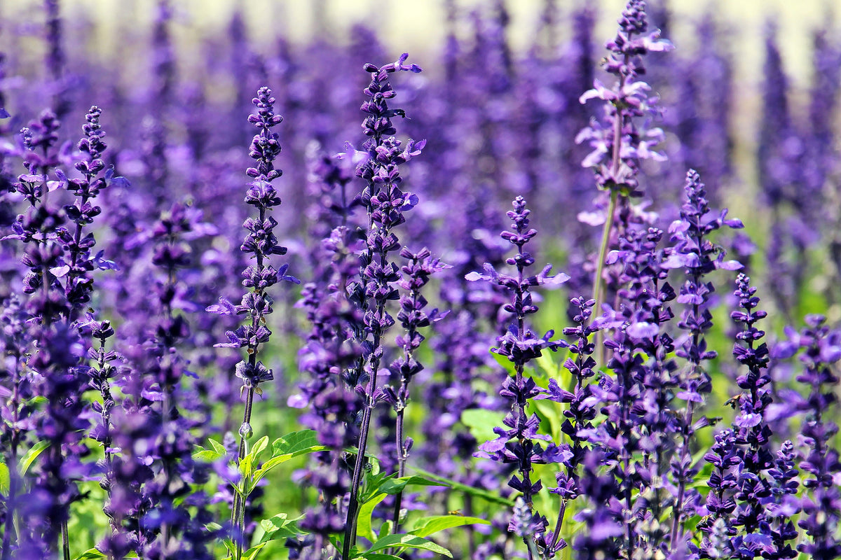 framedcanvas-print-xl-lavender