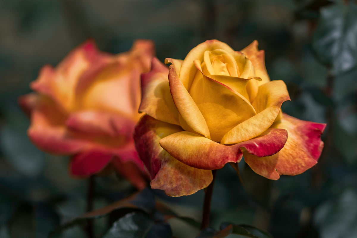 3-piece-canvas-print-the-rose-in-the-garden