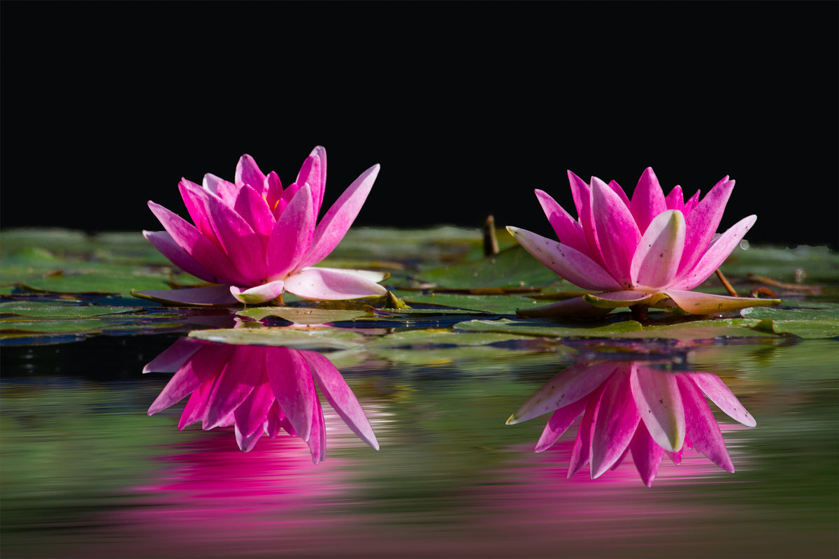 3-piece-canvas-print-water-lilies-duo-in-pink